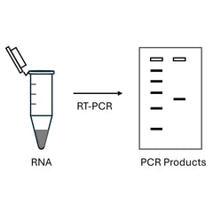 Collection image for: RT-PCR Reagents
