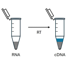 Collection image for: cDNA Synthesis