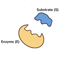 Collection image for: Enzymes