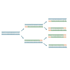 Collection image for: PCR Reagents and Supplies