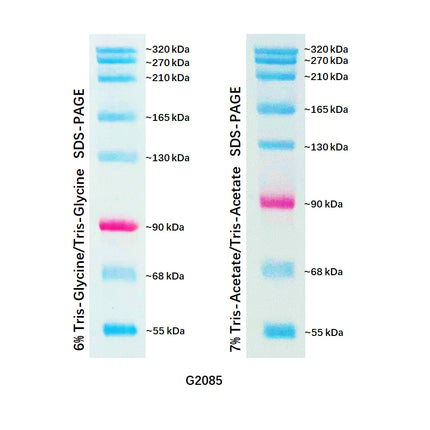 Dual Color Prestained Protein Maker V (55-320 kDa), 0.5ml