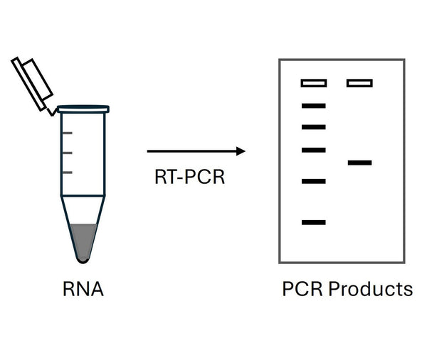 Rpp Pcr Collection RT-PCR Reagents – Bioland Scientific LLC