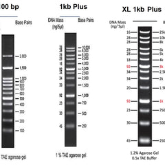 Collection image for: DNA ladders