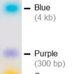 Collection image for: DNA Loading Dyes