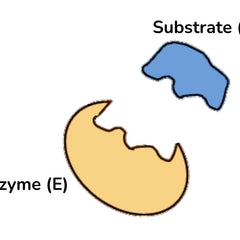 Collection image for: Enzymes