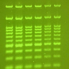 Collection image for: PCR Enzymes & premixes