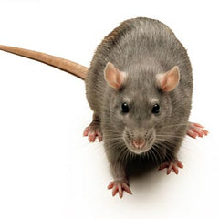 Collection image for: Mouse