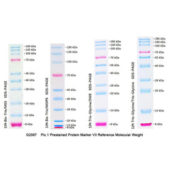 Collection image for: Western Blot Products