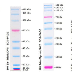 Collection image for: Protein Markers