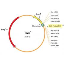Collection image for: TA Cloning