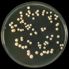 Collection image for: Yeast