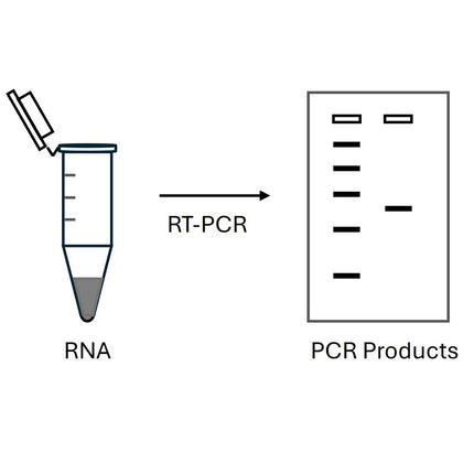 One step RT-PCR kit (100x50ul Reactions)