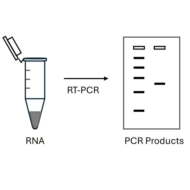 One step RT-PCR kit (100x50ul Reactions)