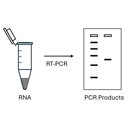One step RT-PCR kit (100x50ul Reactions)