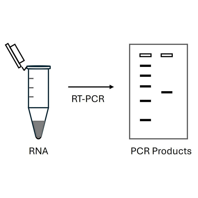 One step RT-PCR kit (100x50ul Reactions)