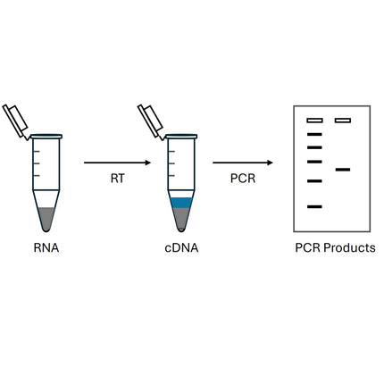Two Step RT-PCR kit