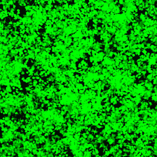 BioT (0.5 ml)