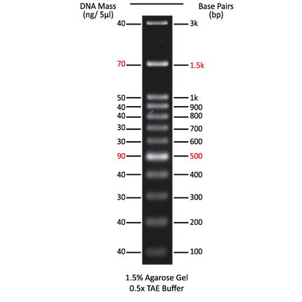 100bp DNA Ladder