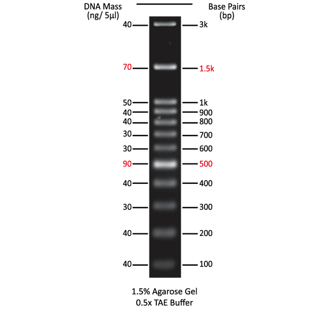 100bp DNA Ladder
