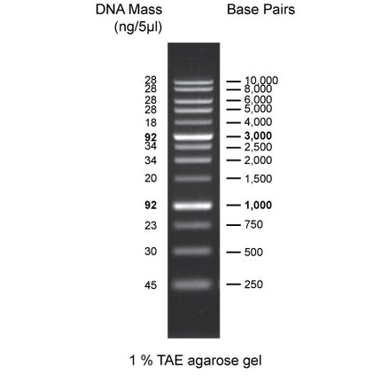 1 kb Plus DNA Ladder (0.5 ml, 100 Loadings)