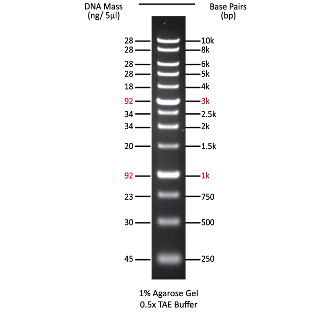 1kb Plus DNA Ladder
