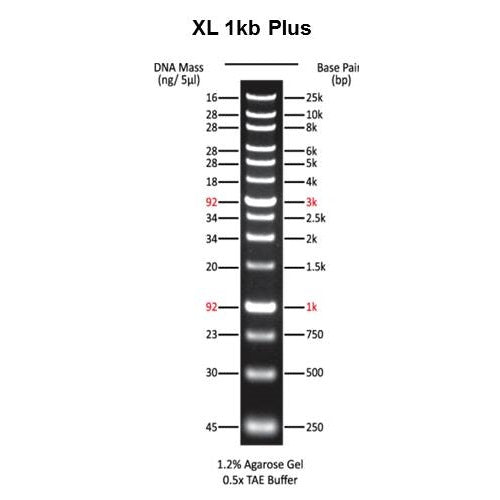 XL 1kb Plus DNA Marker (0.5ml)