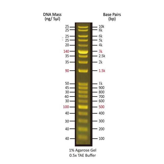 1 kb Plus Fluorescent DNA Ladder for Blue LED (0.5 ml, 100 Loadings)