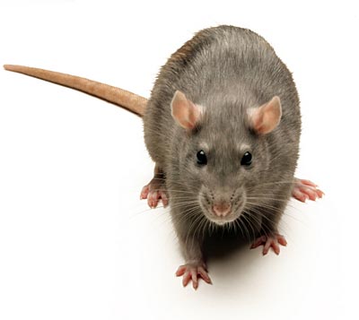 Mouse Quick Genotyping DNA Preparation Kit (For 1,300 Tails)