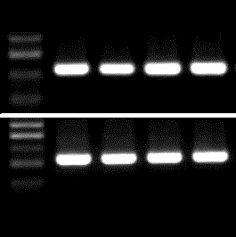 2x HiFi PCR Mix for NGS (5 ml)