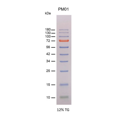 iPro Prestained Protein Marker I (10-180kD), 0.5 ml