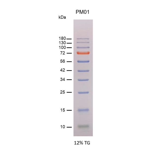 iPro Prestained Protein Marker I (10-180kD), 0.5 ml