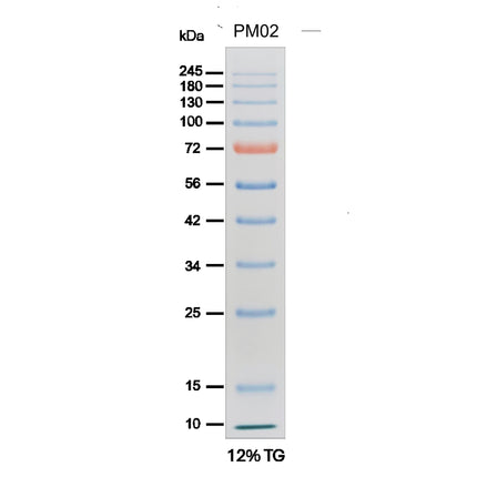 iPro Prestained Protein Marker II (10-245kD), 0.5 ml