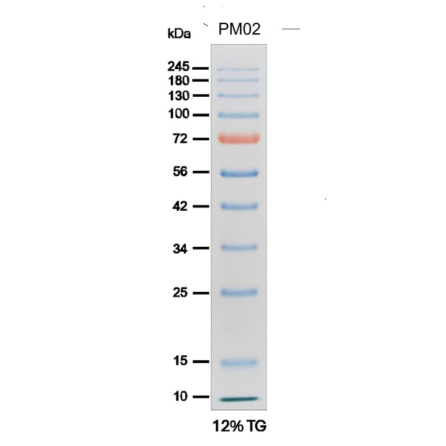 iPro Prestained Protein Marker II (10-245kD), 0.5 ml