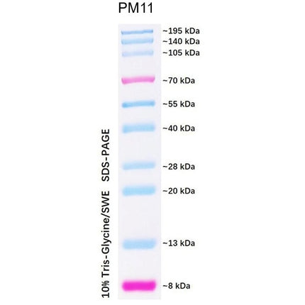 Dual Color Prestained Protein Maker I (8-195 kDa), 0.5ml