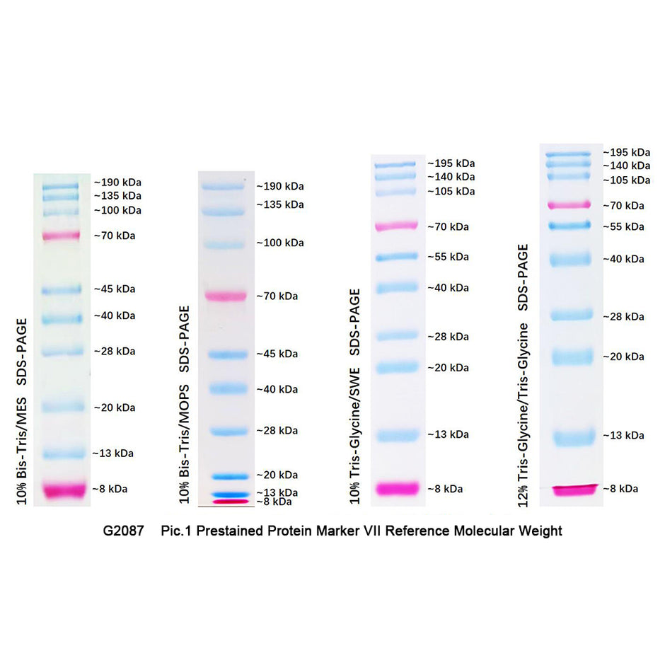 Dual Color Prestained Protein Maker I (8-195 kDa), 0.5ml – Bioland ...
