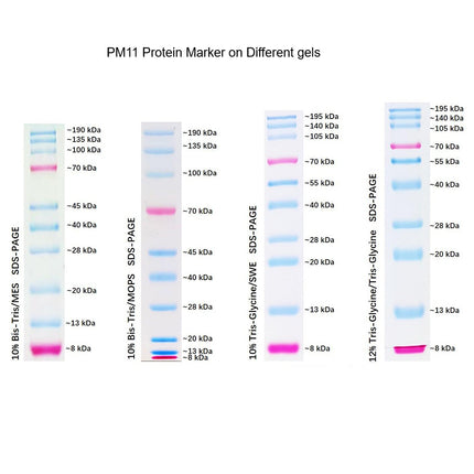 Dual Color Prestained Protein Maker I (8-195 kDa), 0.5ml