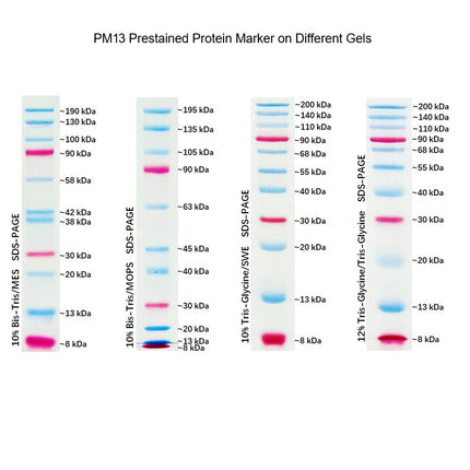 Dual Color Prestained Protein Maker III (8-200 kDa), 0.5ml