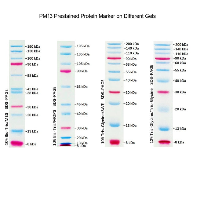 Dual Color Prestained Protein Maker III (8-200 kDa), 0.5ml