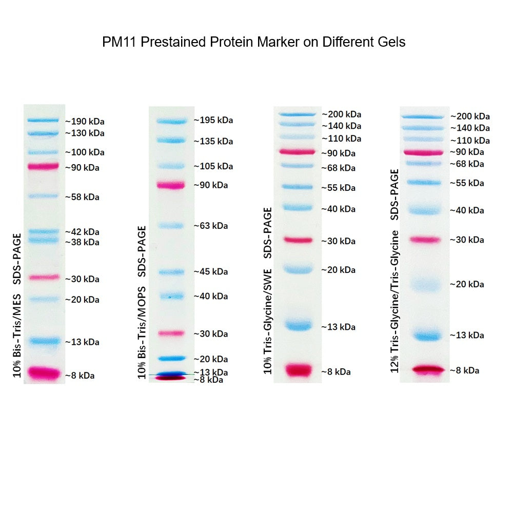 Protein Maker Dual Color Prestained Protein Maker III (8-200 kDa), 5x0.5ml – Bioland ...