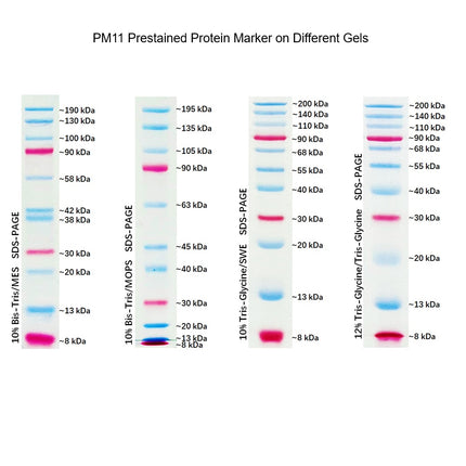 Dual Color Prestained Protein Maker III (8-200 kDa), 5x0.5ml