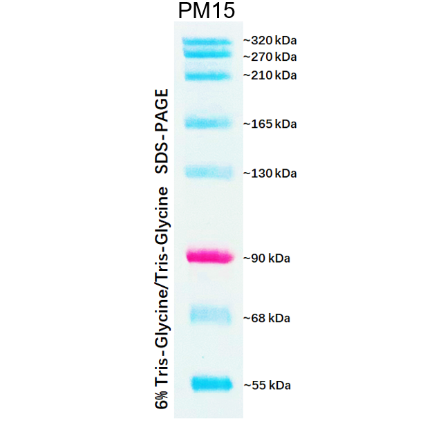 Dual Color Prestained Protein Maker V (55-320 kDa), 0.5ml