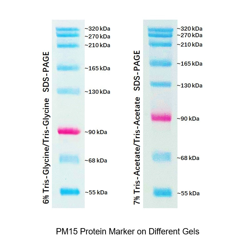 Protein Maker Dual Color Prestained Protein Maker V (55-320 kDa), 0.5ml – Bioland ...