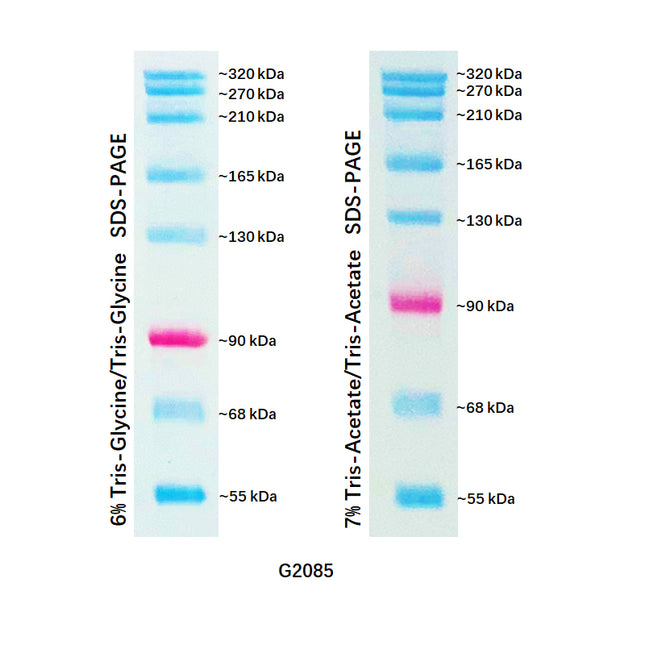 Dual Color Prestained Protein Maker V (55-320 kDa), 0.5ml