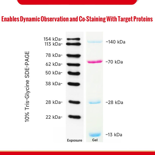 Developable Prestained Protein Maker VI (12-154 kDa), 0.5ml