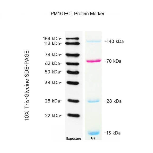Developable Prestained Protein Maker VI (12-154 kDa), 0.5ml