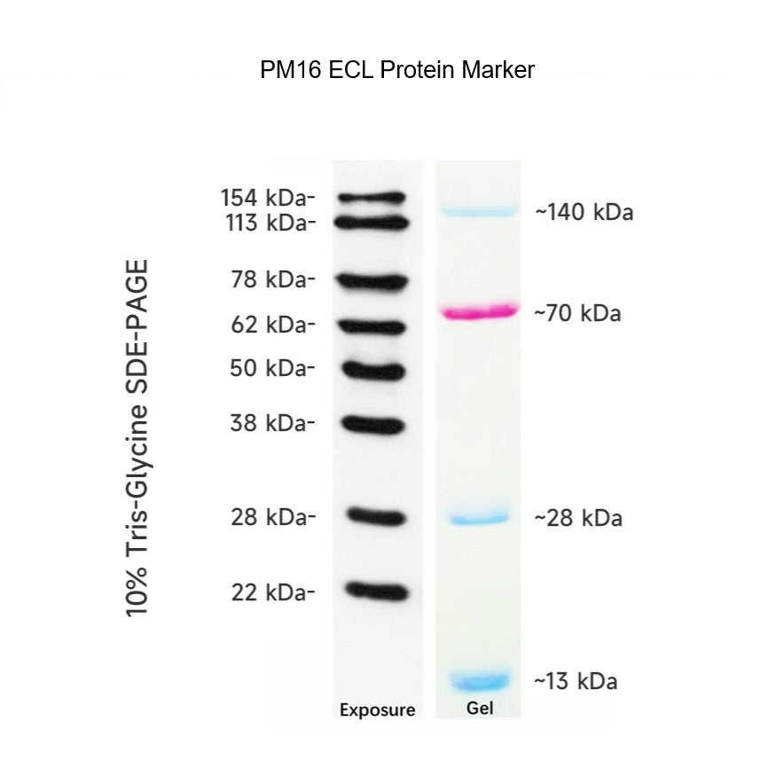 Protein Maker Developable Prestained Protein Maker VI (12-154 kDa), 5x0.5ml – Bioland ...