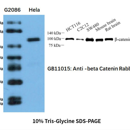 Developable Prestained Protein Maker VI (12-154 kDa), 5x0.5ml