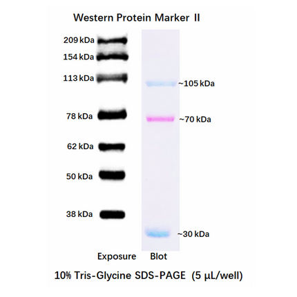 Developable Prestained Protein Maker VIII (30-209 kDa),5x0.5ml