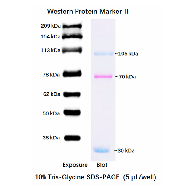 Developable Prestained Protein Maker VIII (30-209 kDa), 0.5ml