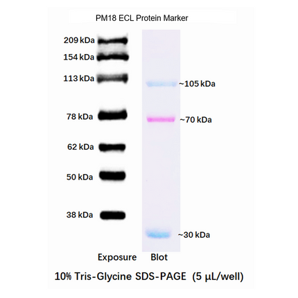 Developable Prestained Protein Maker VIII (30-209 kDa), 0.5ml
